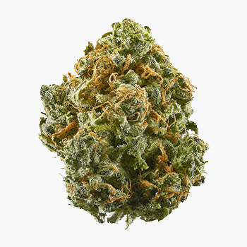 PRIMO: Blue Dream