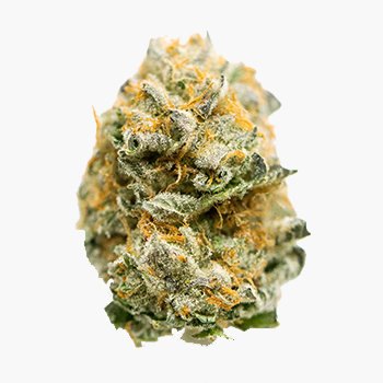 ALL DAY: Keylime Jack